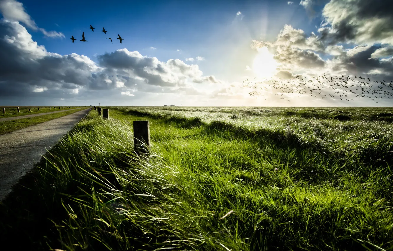 Photo wallpaper road, bird, morning