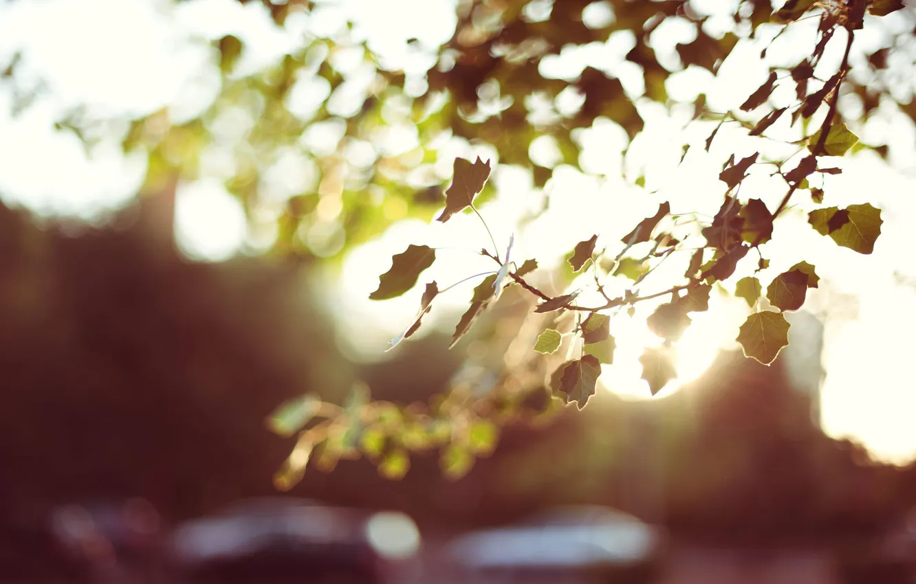 Photo wallpaper light, glare, sprig, foliage, the evening, blur, solar, bokeh