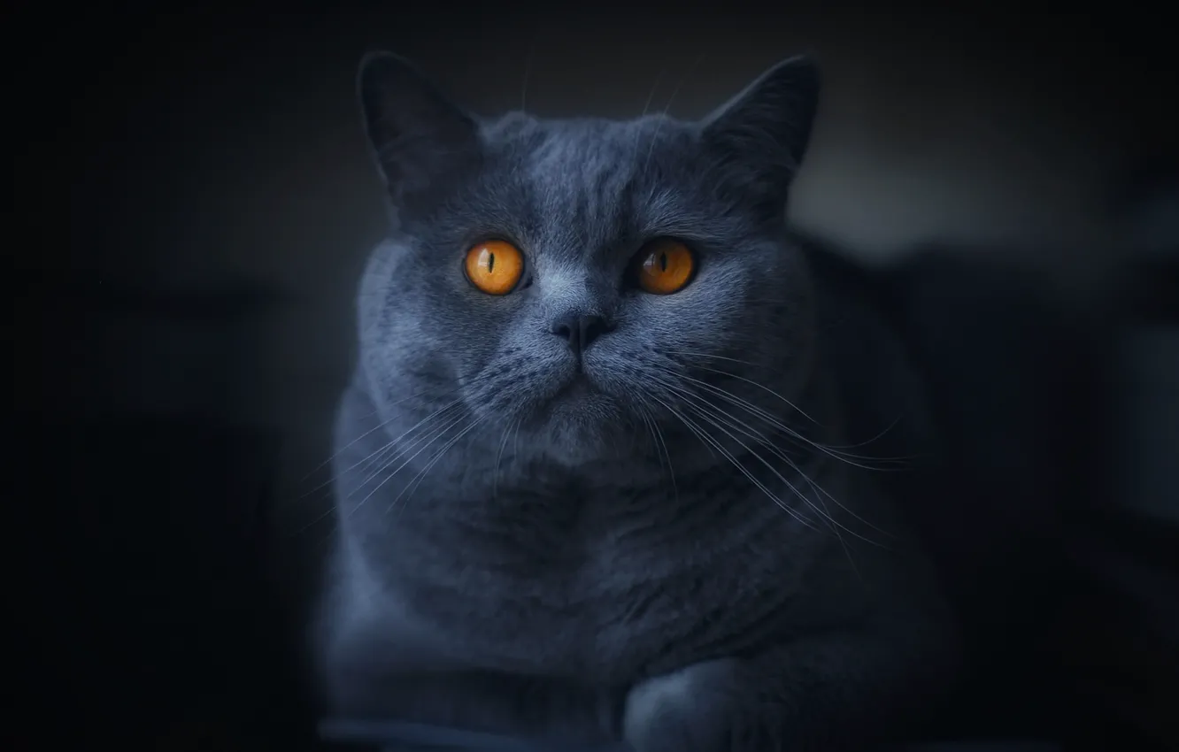 Photo wallpaper cat, look, black background