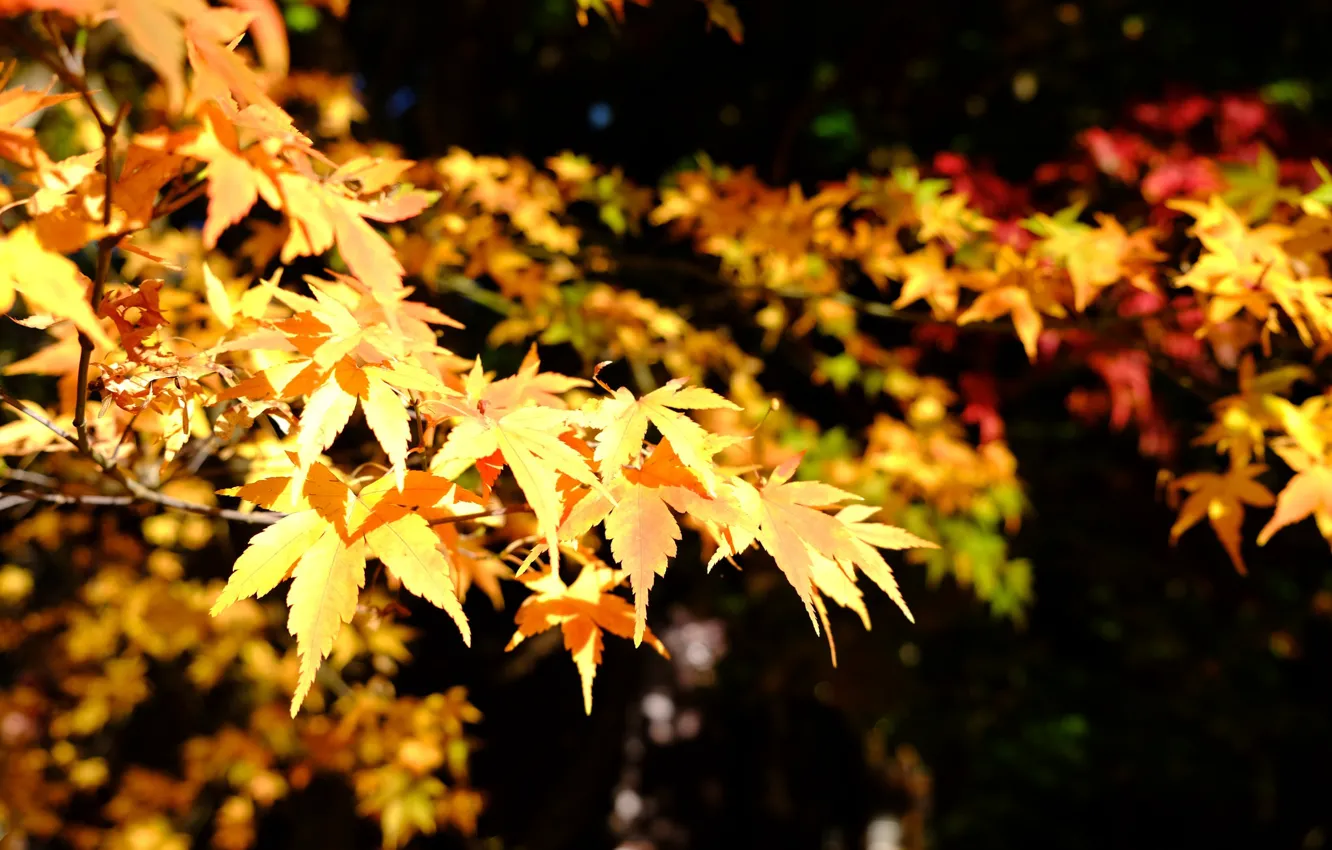 Photo wallpaper autumn, leaves, trees, branches, nature