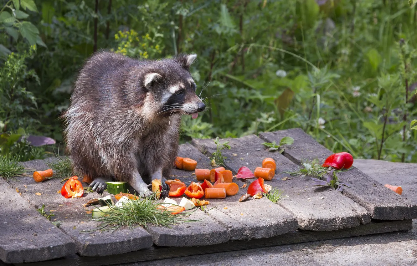 Photo wallpaper food, raccoon, carrots