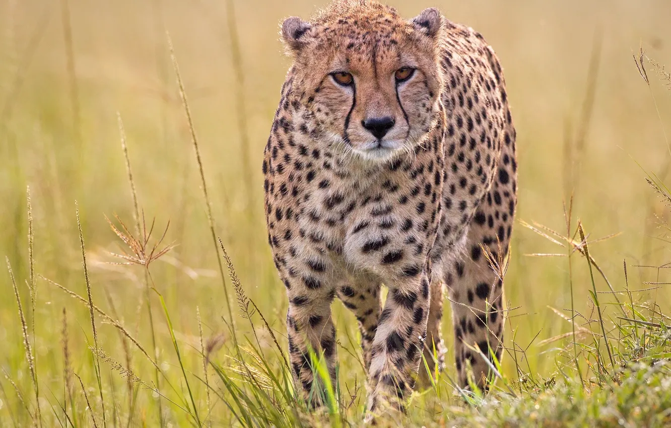 Photo wallpaper grass, predator, Cheetah, wild cat