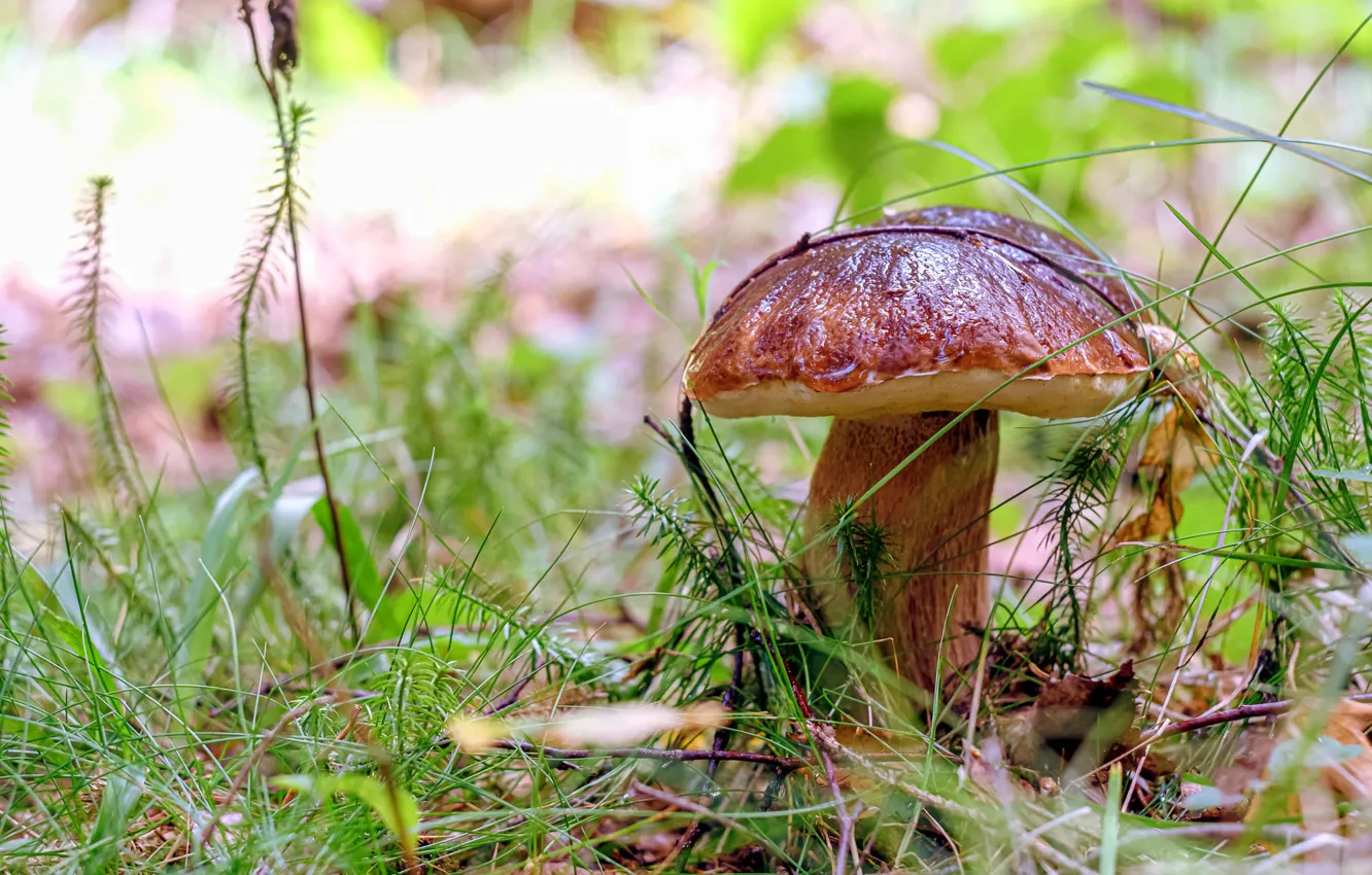 Photo wallpaper autumn, grass, nature, mushrooms, bokeh, obabkov