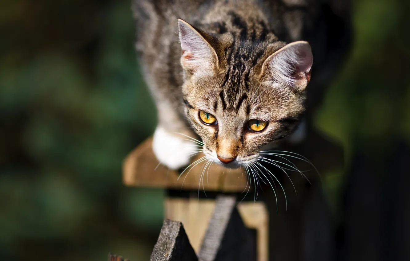 Photo wallpaper cat, look, light, the fence, portrait, kitty, face, bokeh