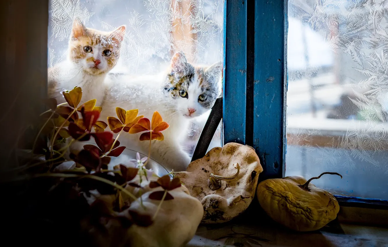 Photo wallpaper winter, glass, cats, patterns, window, Kote, outside the window, two things