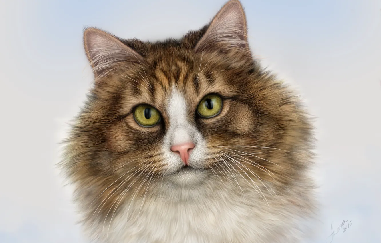 Photo wallpaper eyes, cat, mustache, look, face, portrait, handsome