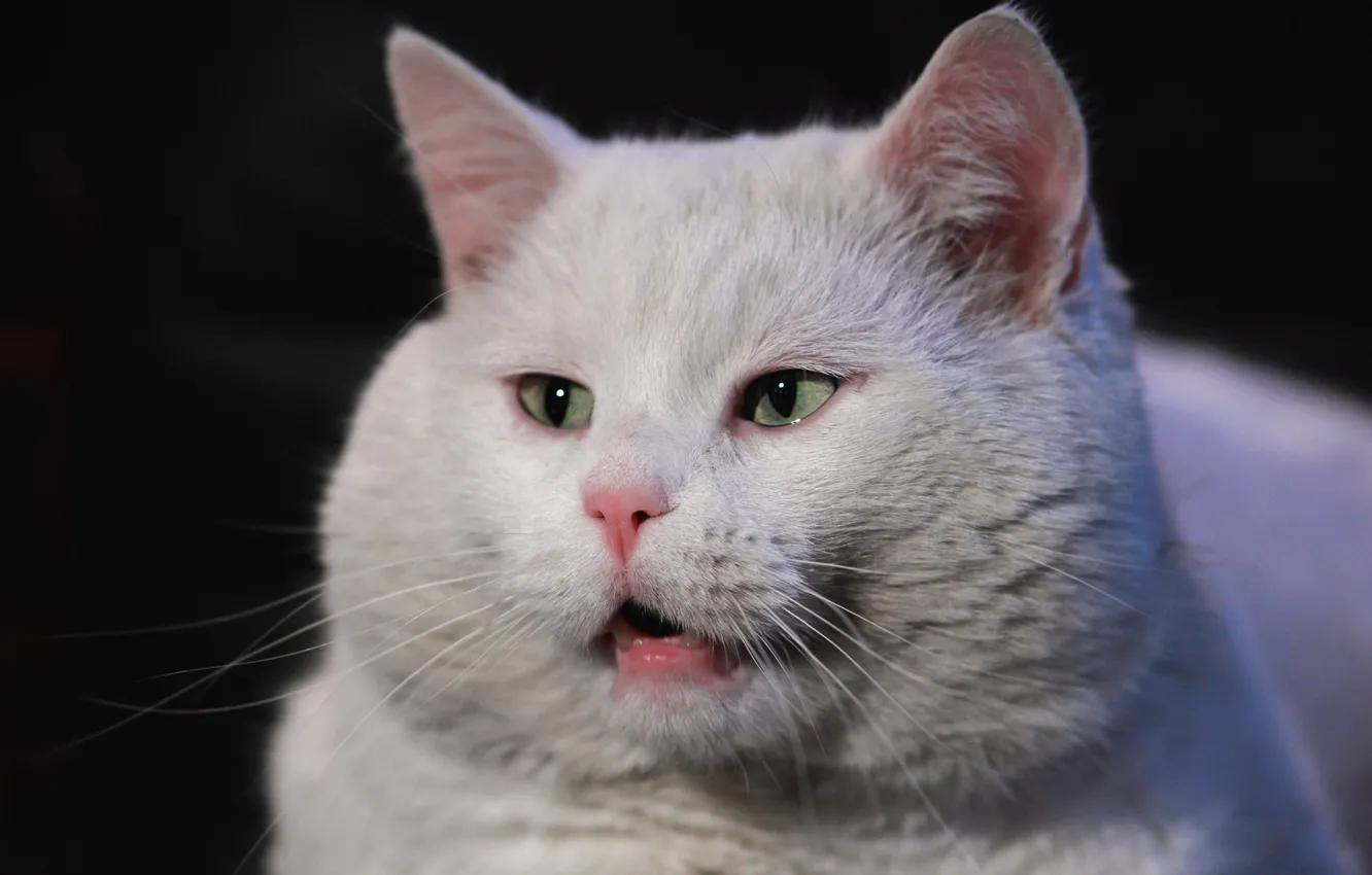 Photo wallpaper cat, white, cat, face, the dark background, portrait, cat, green eyes