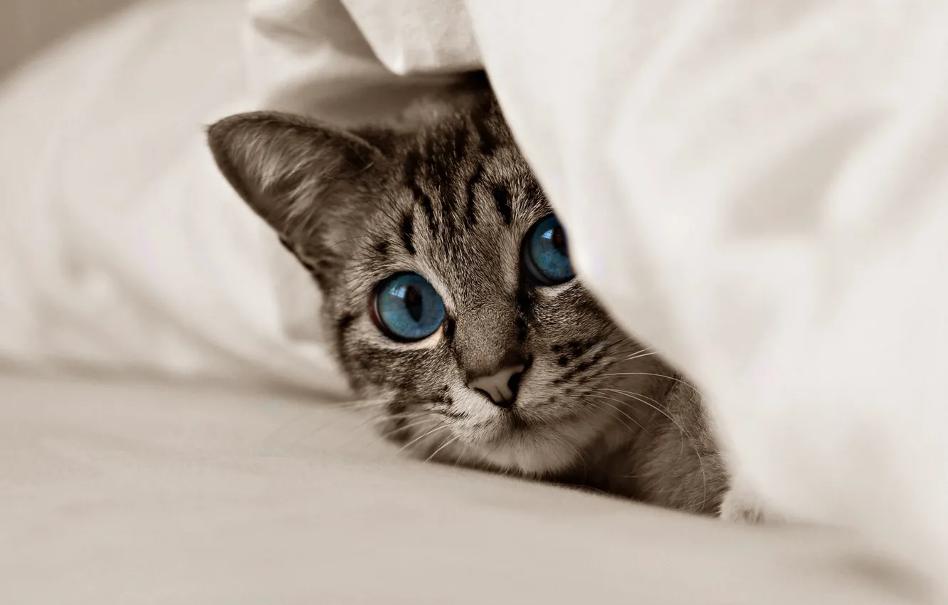 Photo wallpaper cat, look, animal, kitty, blue eyes