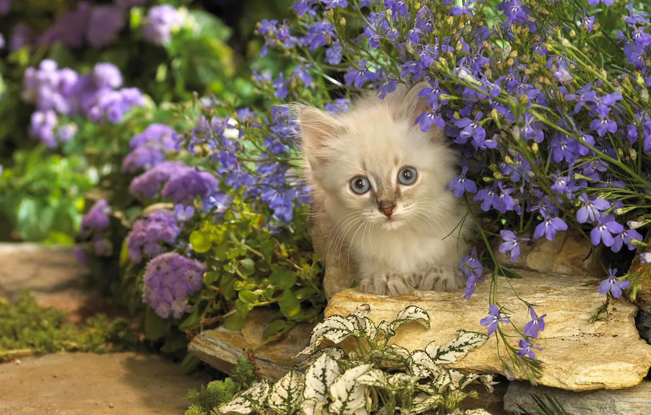 Photo wallpaper cat, cat, flowers, stones, kitty, lilac, Kote, Peeps