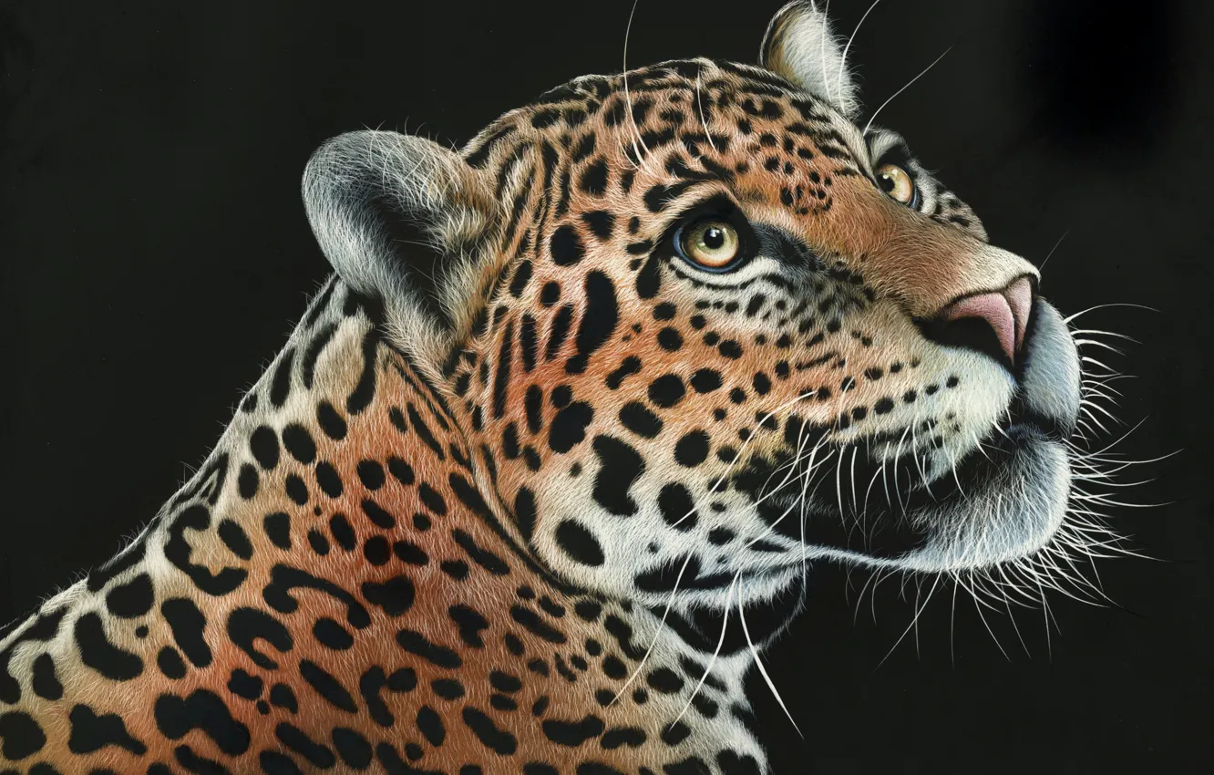 Photo wallpaper look, face, predator, leopard, black background, wild cat