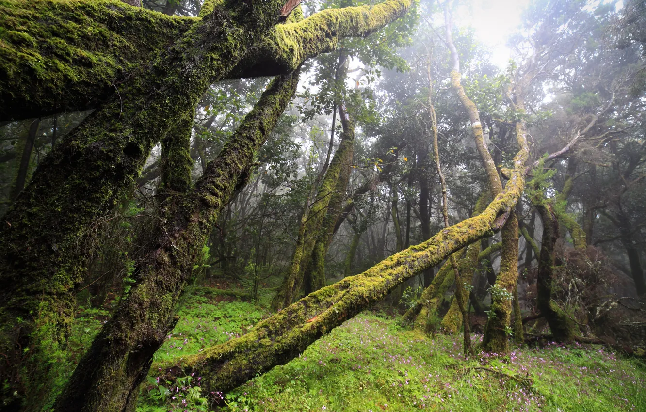 Photo wallpaper forest, fog, moss, windbreak