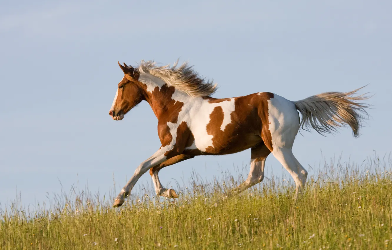 Photo wallpaper grass, horse, horse, running, runs