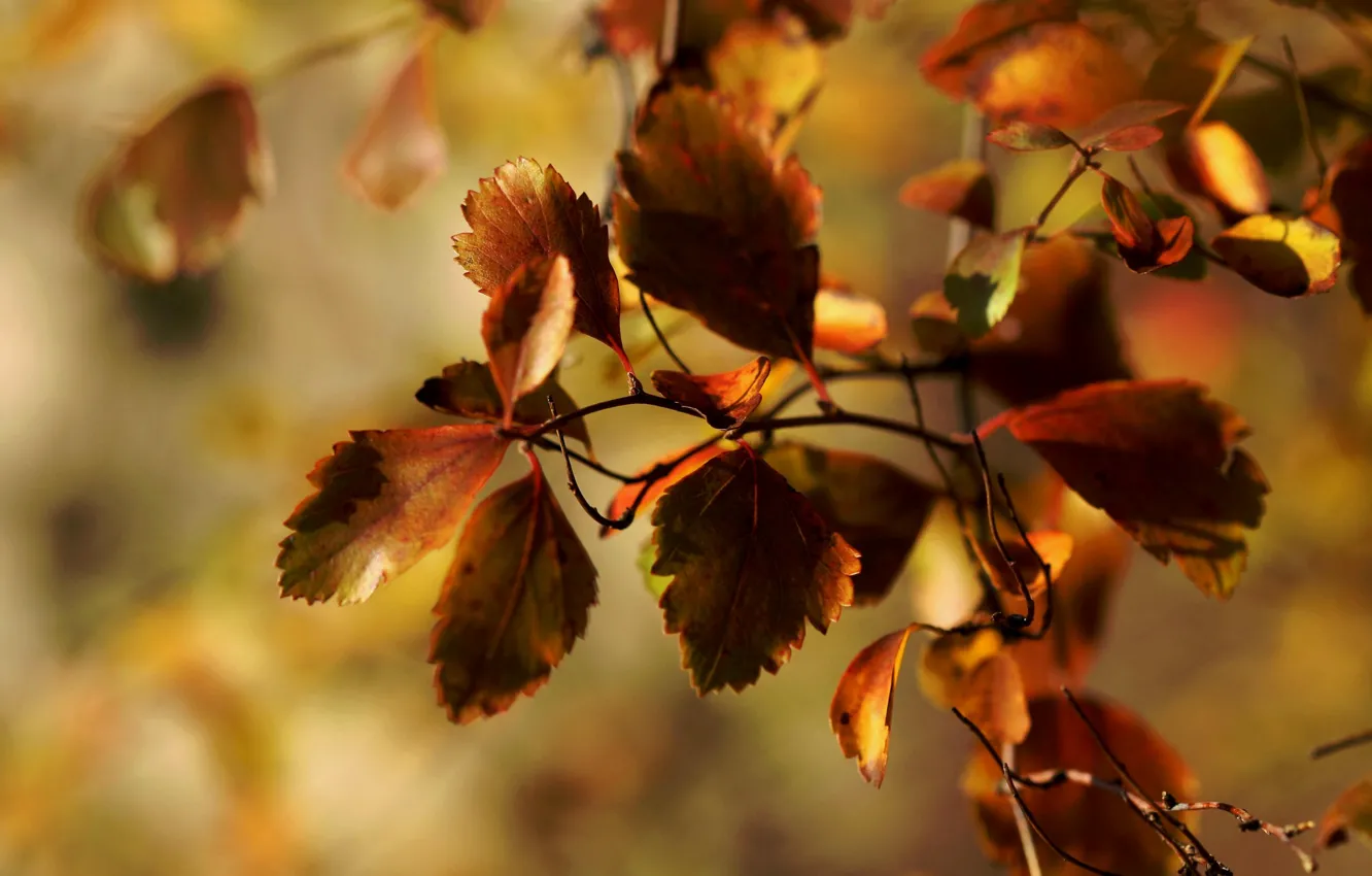 Photo wallpaper autumn, macro, foliage, branch, Janet рhotography