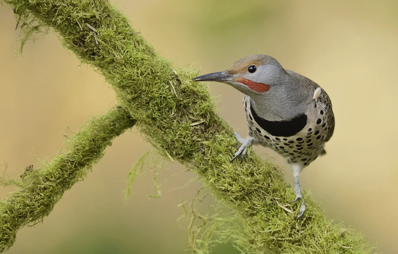 Photo wallpaper look, branches, bird, Martin Dollenkamp