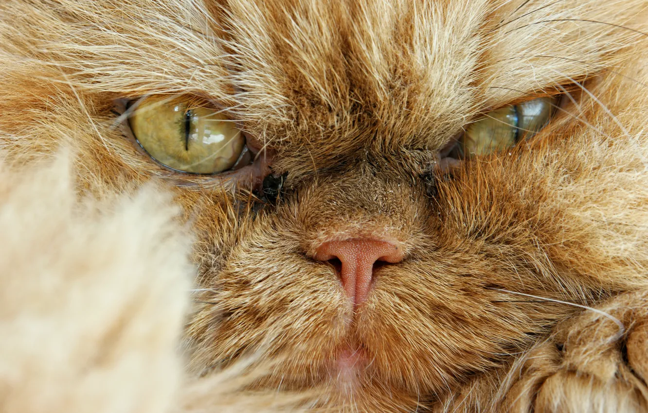 Photo wallpaper cat, look, muzzle, angry, Persian cat