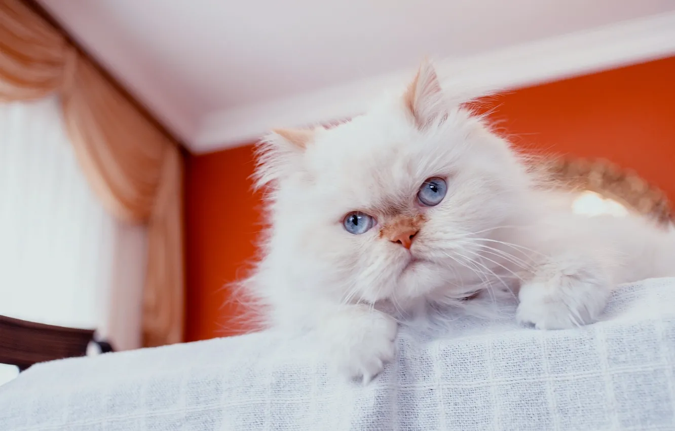Photo wallpaper cat, look, fluffy, pers, muzzle, blue eyes, Persian cat