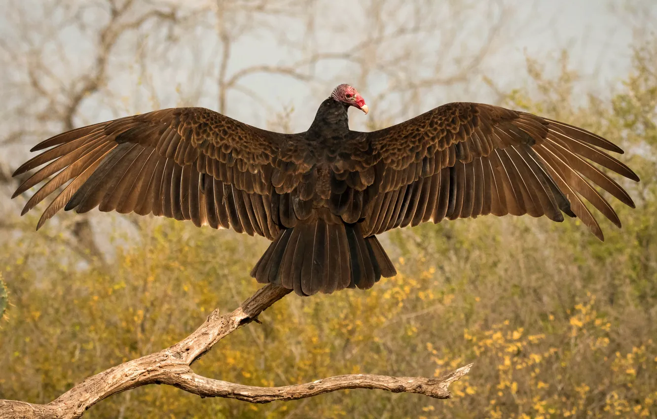Photo wallpaper bird, Grif, wingspan