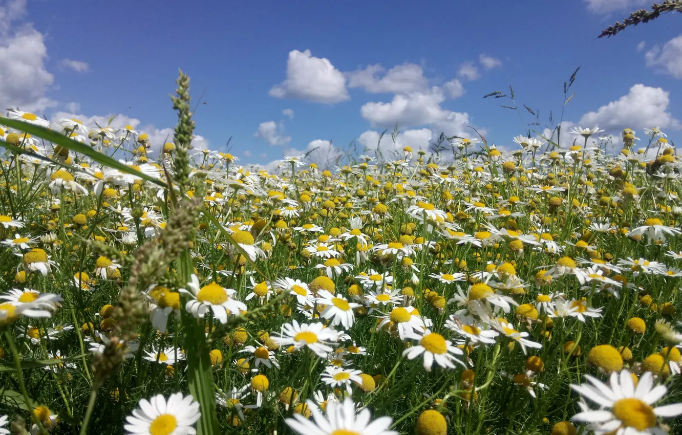Photo wallpaper summer, the sky, chamomile