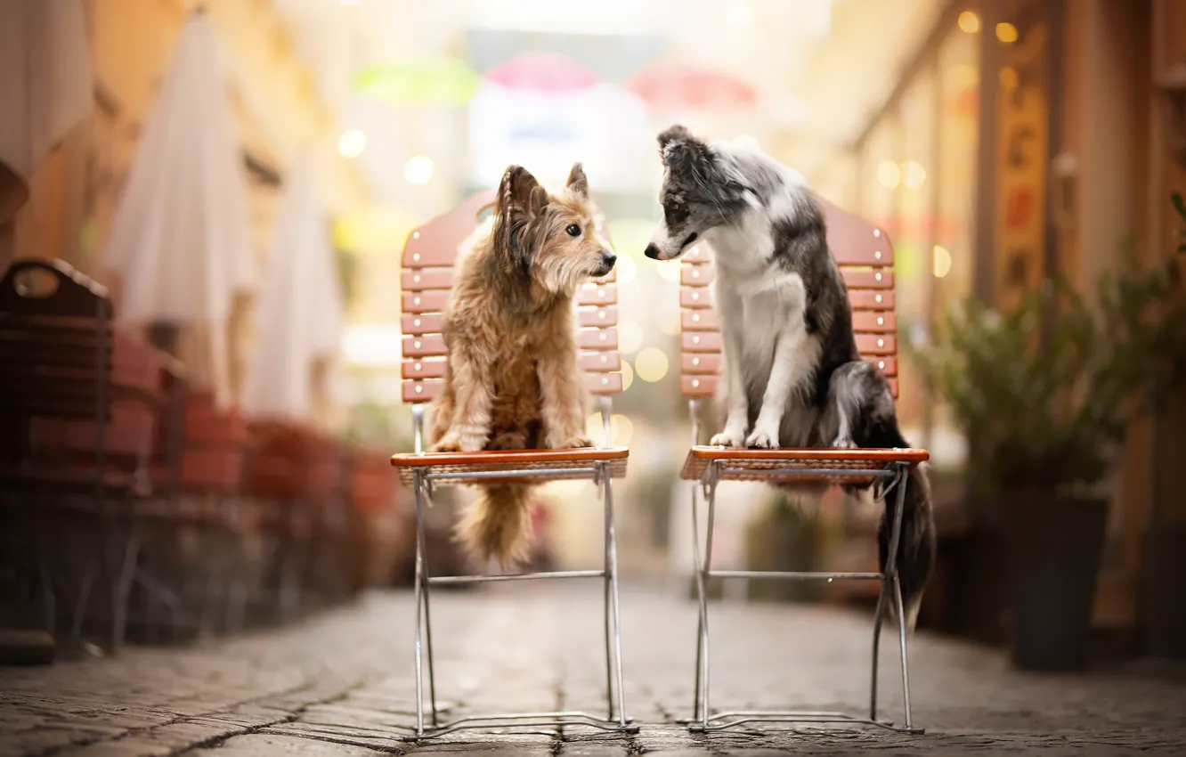 Photo wallpaper dogs, chairs, friends