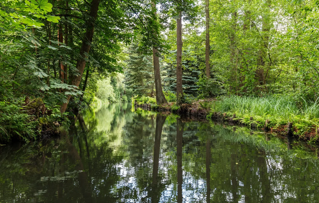 Photo wallpaper forest, Germany, river, Spreewald