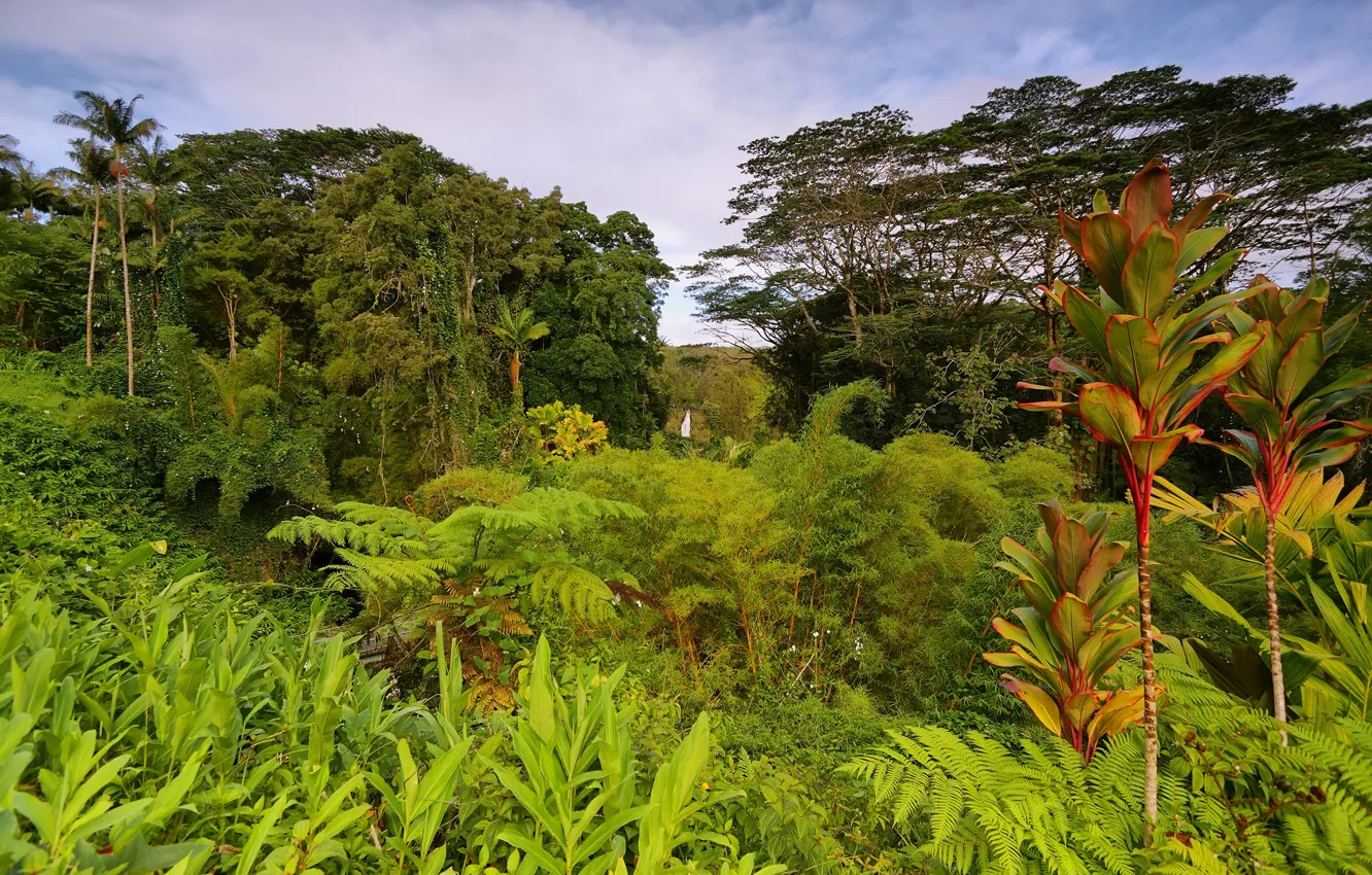 Photo wallpaper greens, trees, tropics, palm trees, jungle, Hawaii, USA, the bushes