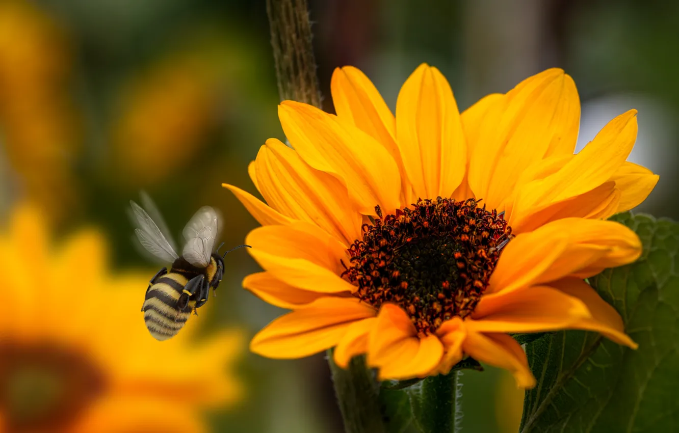 Photo wallpaper nature, garden, plant, petals, sunflower