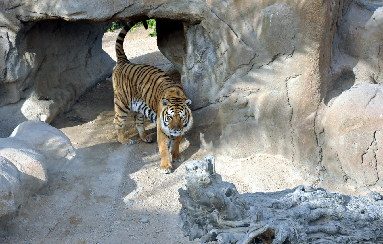 Photo wallpaper cat, predator, Tiger, tiger, Valliere