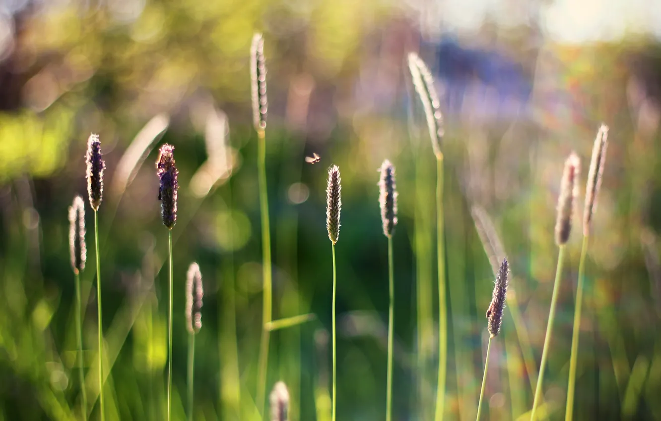 Photo wallpaper grass, insects, spikelets, bokeh