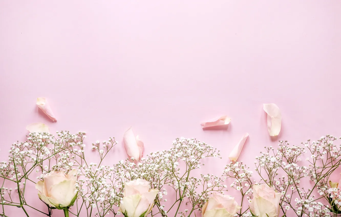 Photo wallpaper flowers, roses, petals, pink, pink background, pink, flowers, beautiful