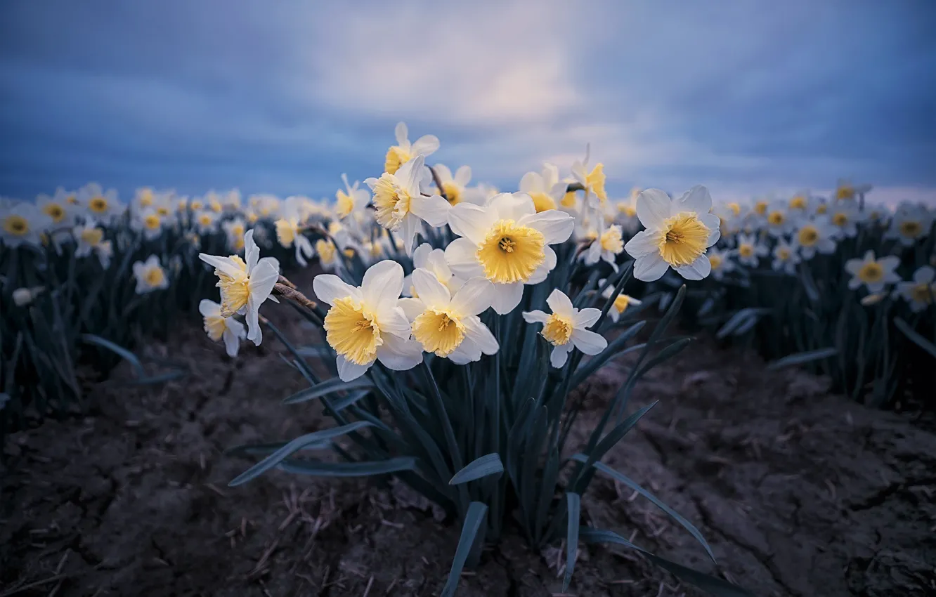 Photo wallpaper flowers, spring, daffodils