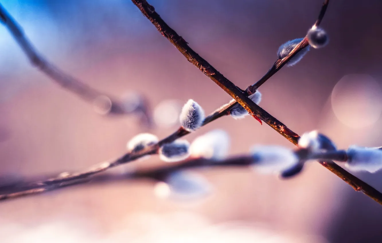 Photo wallpaper macro, spring, Verba