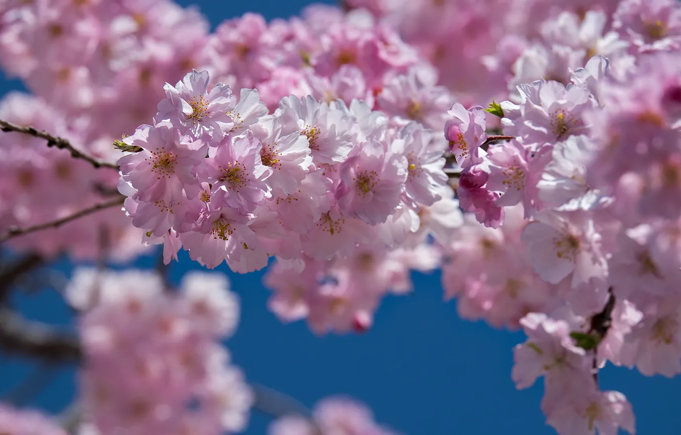 Photo wallpaper spring, petals, Sakura, flowering