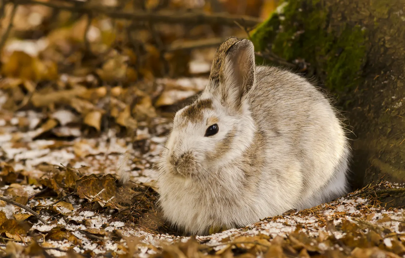 Photo wallpaper forest, leaves, hare
