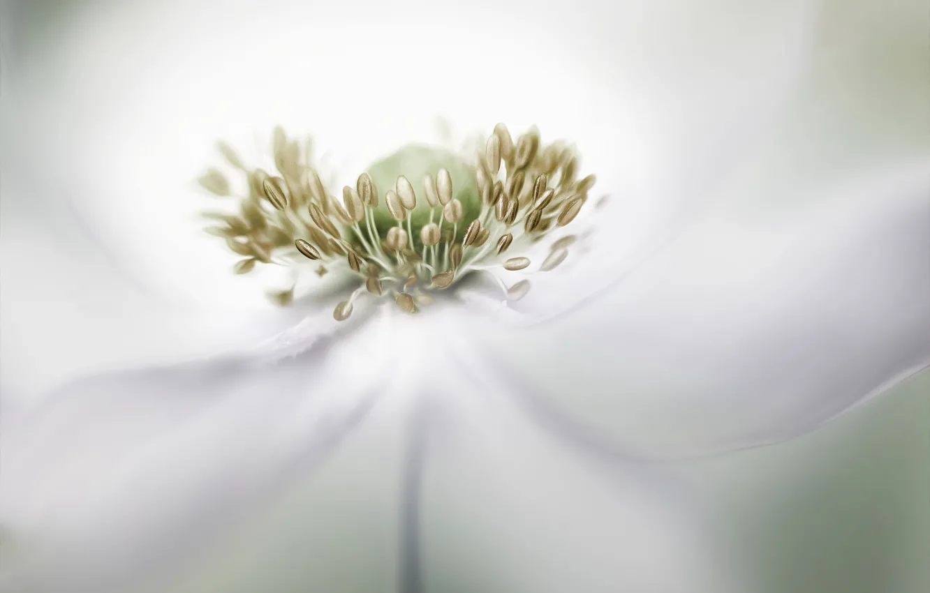 Photo wallpaper flowers, petals, stamens, anemones