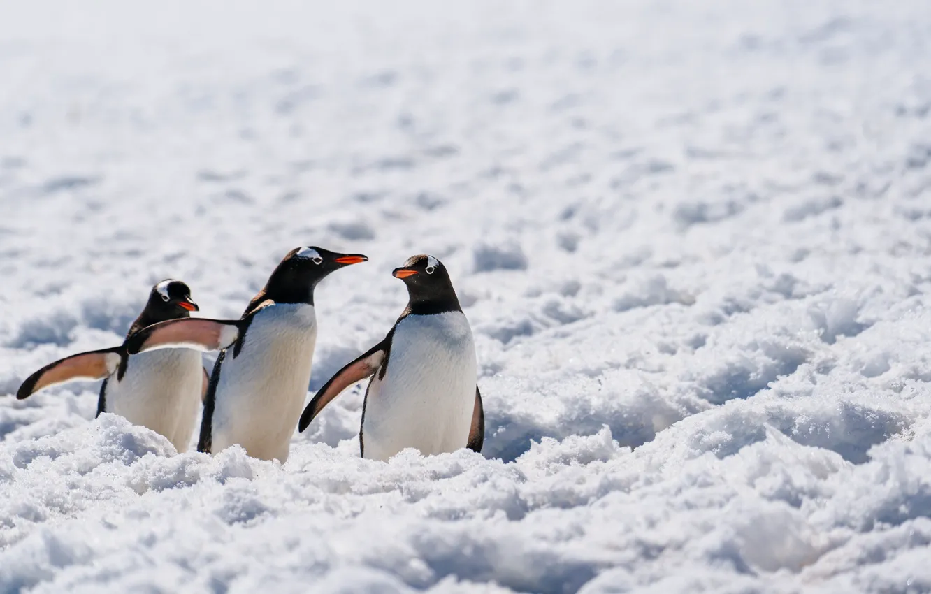 Photo wallpaper wildlife, Antarctica, penguins