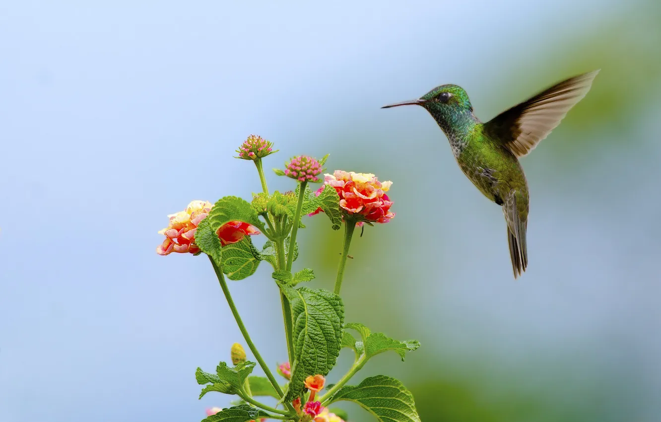 Photo wallpaper leaves, flowers, bird, Hummingbird