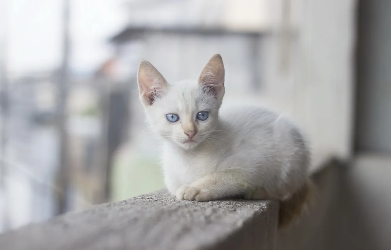 Photo wallpaper cat, look, background