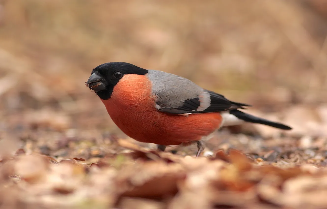 Photo wallpaper leaves, bird, blur, bullfinch, Dry