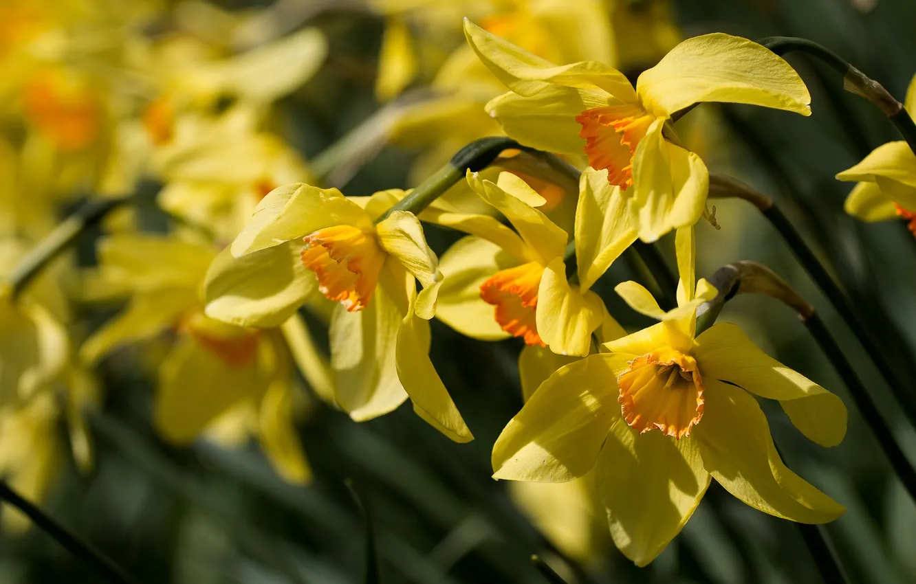 Photo wallpaper macro, yellow, daffodils