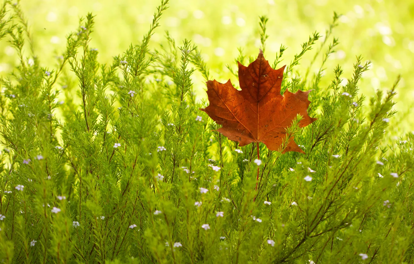 Photo wallpaper autumn, leaves, the bushes