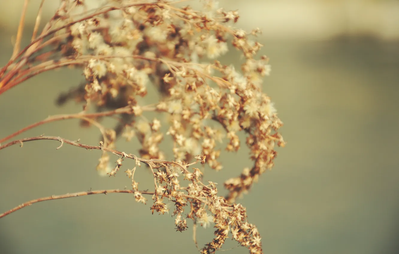 Photo wallpaper grass, flowers, branches