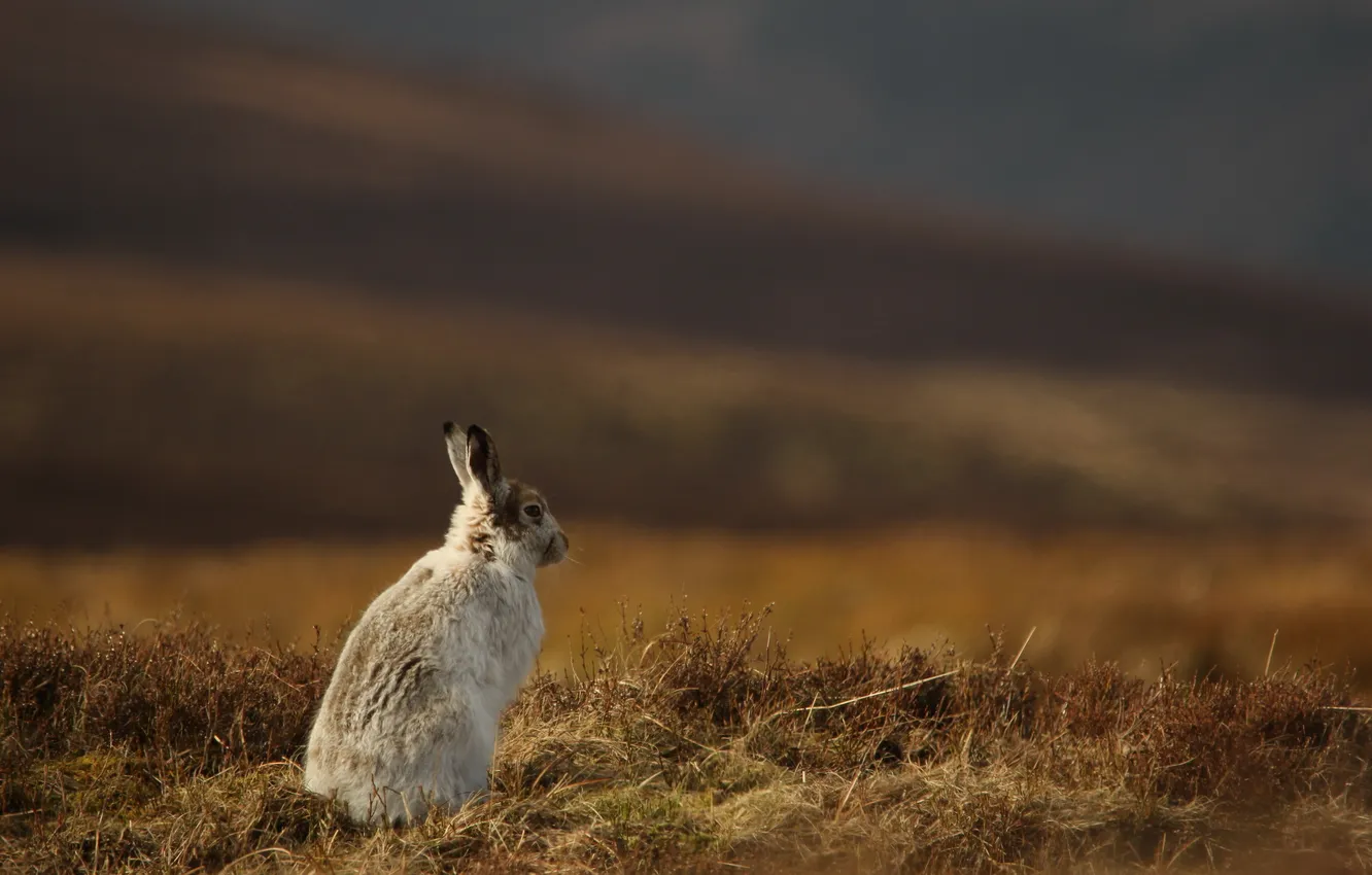 Photo wallpaper nature, background, hare