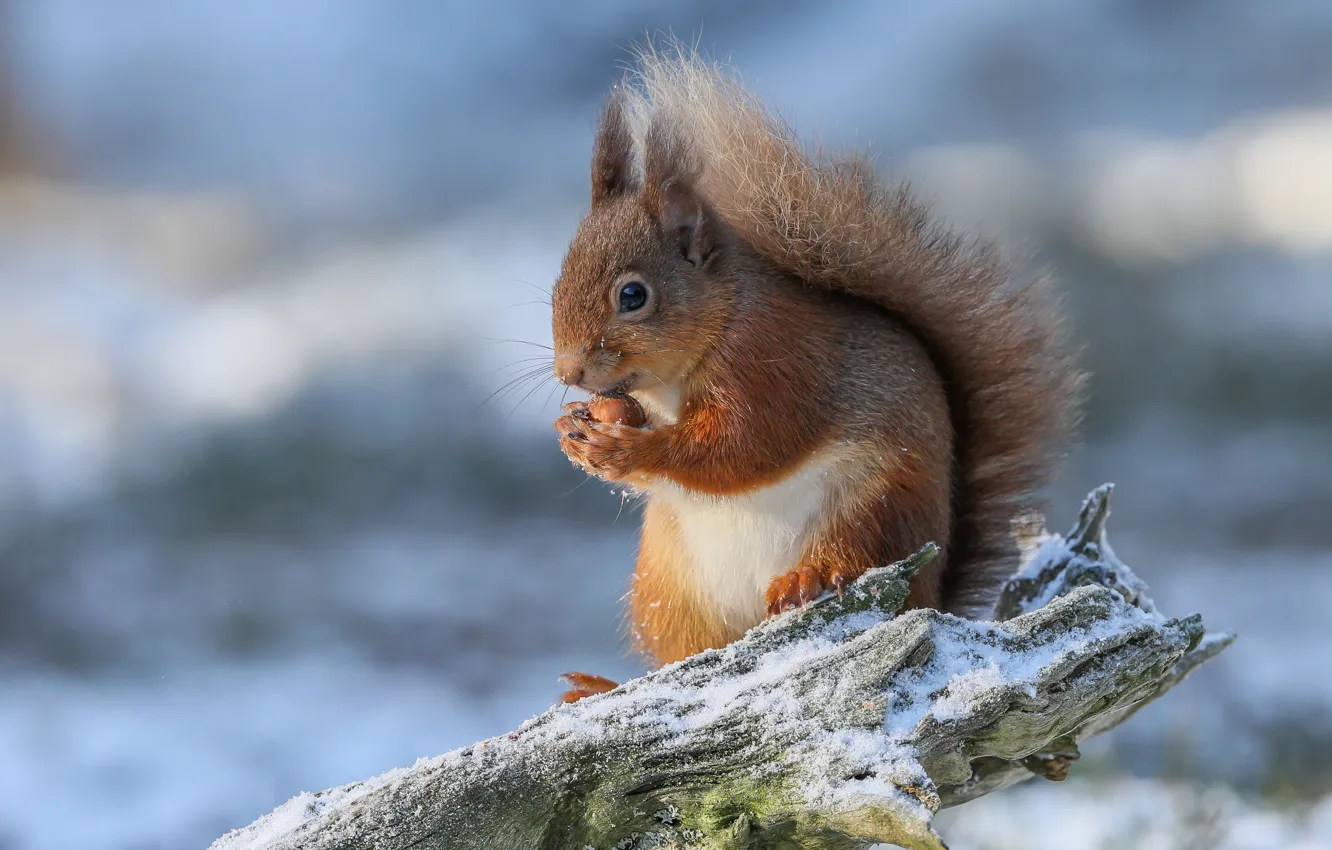 Photo wallpaper snow, protein, red, snag