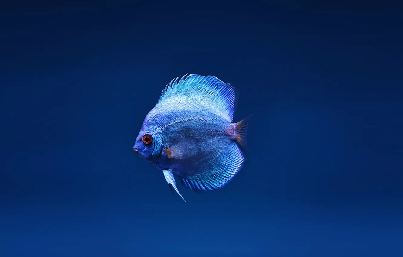 Photo wallpaper fish, fish, aquarium fish, Blue Discus, Blue Discus, aquarium fish