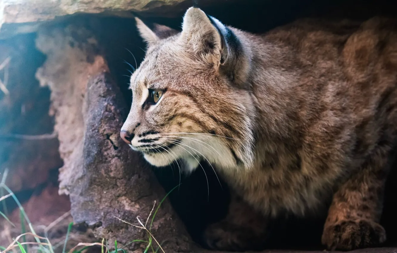 Photo wallpaper nature, animal, wildlife, Bobcat