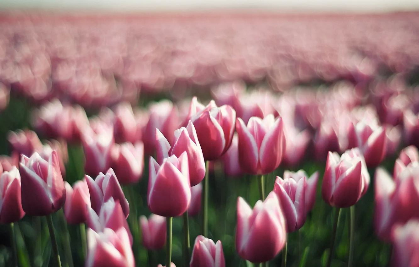 Photo wallpaper flowers, meadow, tulips
