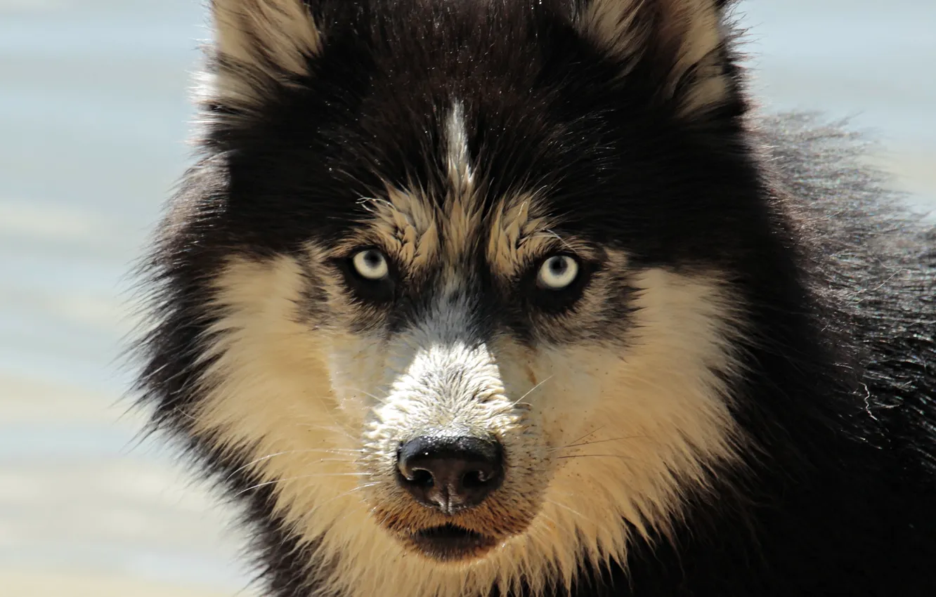 Photo wallpaper eyes, look, face, water, animal, sweetheart, head, nose