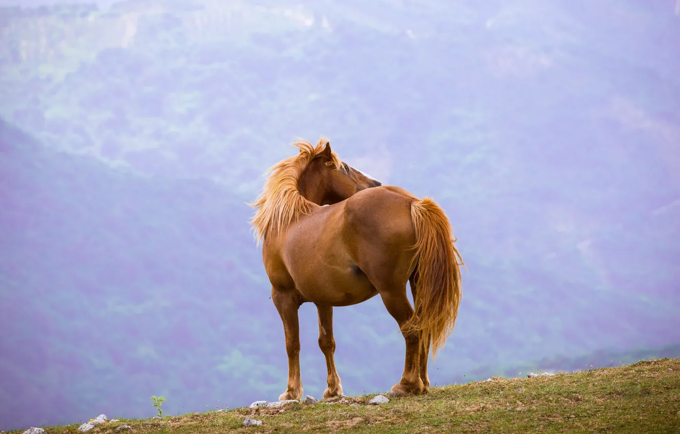 Photo wallpaper freedom, mountains, pose, fog, open, horse, horse, height