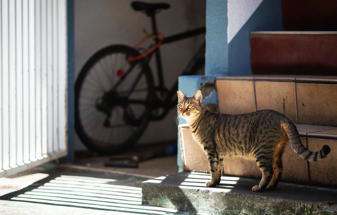 Photo wallpaper cat, cat, light, bike, house, grey, yard, ladder