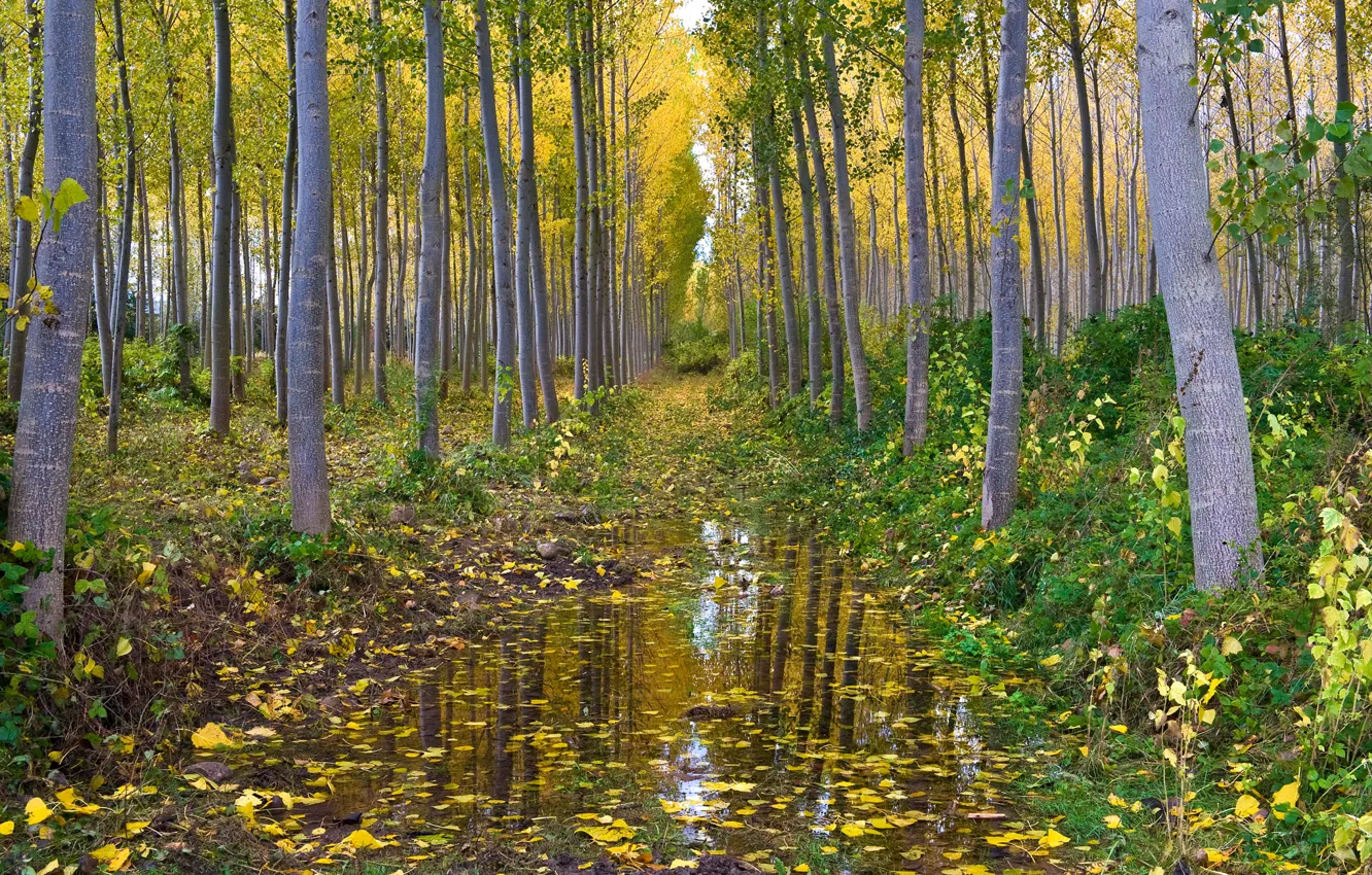 Photo wallpaper autumn, forest, water, grove, aspen